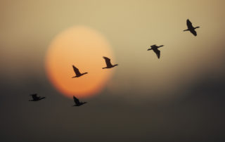 Flock of geese migrating