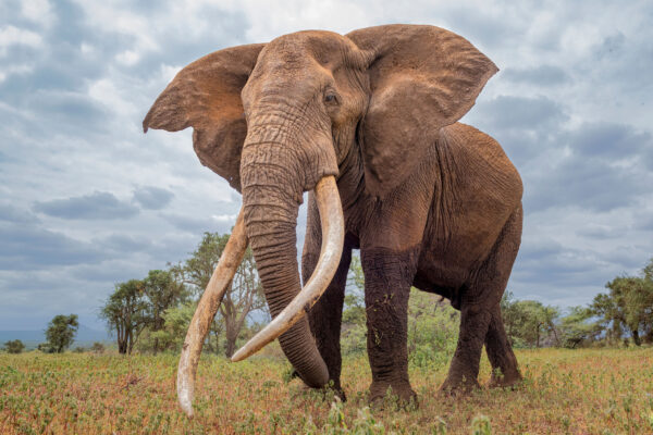 Large adult elephant in the wild
