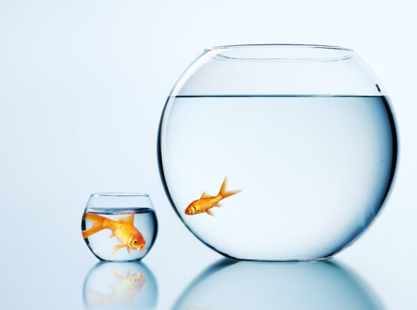 Goldfish in a small and a large bowl