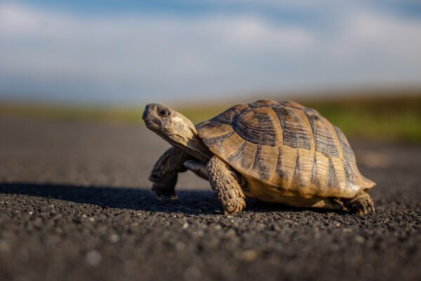 Turtle crossing a road