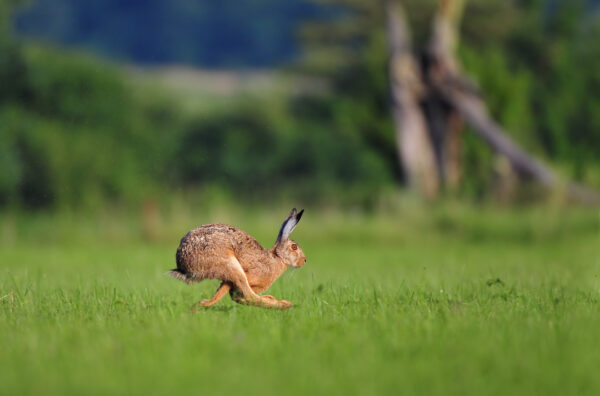 Brown rabbit running